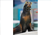 Seal Watches Eclipse                                                                                