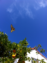 Giant Swallowtail Butterfly passing through