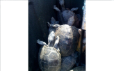 Turtles Saved at JFK Airport                                                                        