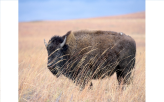 Bison Reintroduced after 140 Years                                                                  